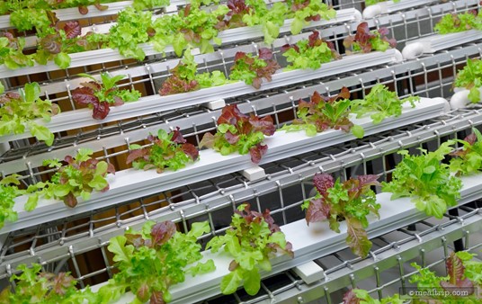 A close up shot of the micro-greens growing in the hydroponics demonstration area. (Note: The hydroponics demonstration area is no longer located in the Expedition Cafe. This photo is circa 2015.)