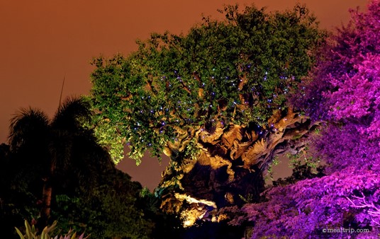 At the end of the night, as you're exiting the event, the Tree of Life comes alive with small twinkling blue lights that are reminiscent of the scene in the Lion King, where Mufasa explains to Simba that the 
stars are old kings, we can see the constellation of Leo in 
the sky.