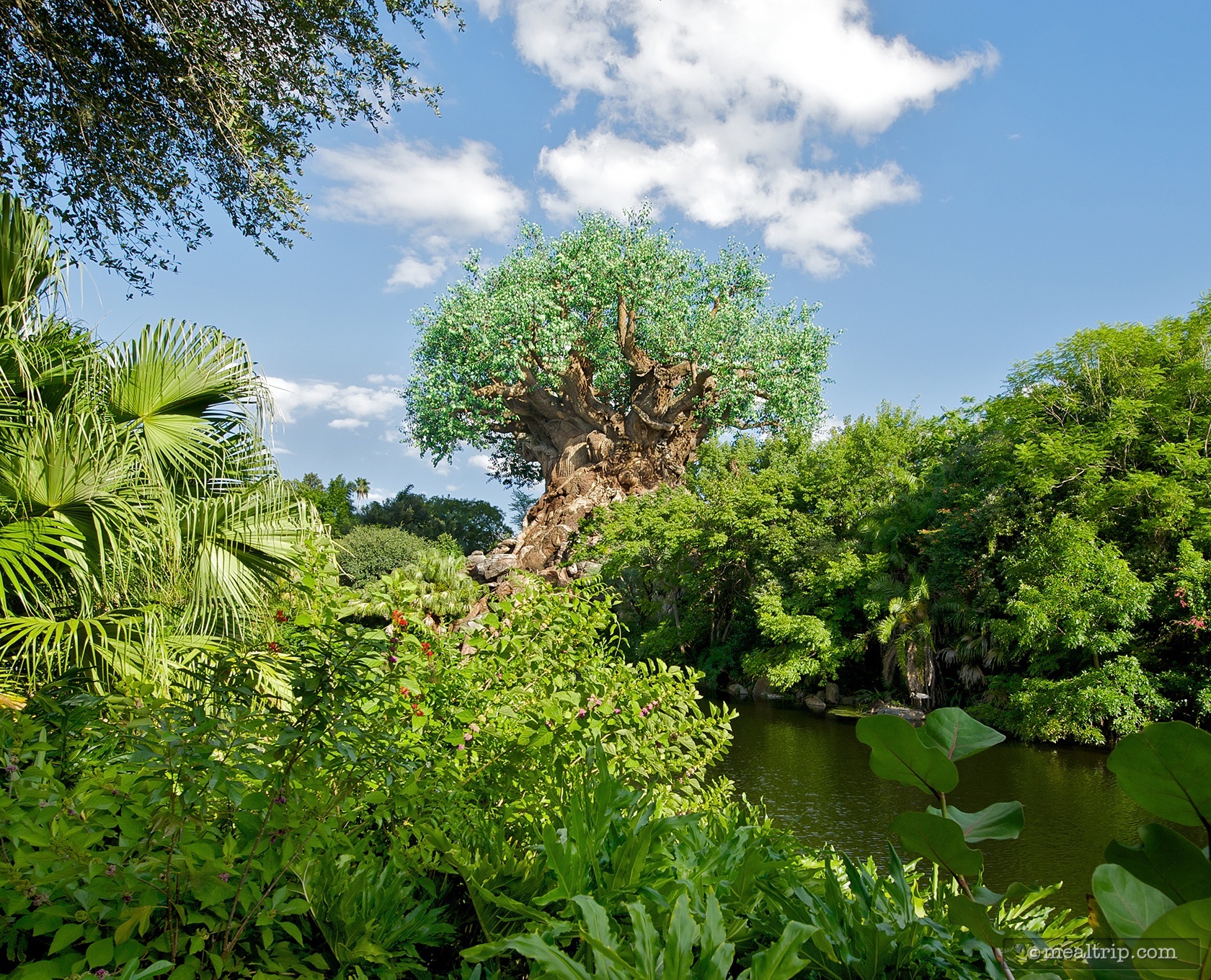 The Name Change Game Sweeps Over Animal Kingdom Kiosks